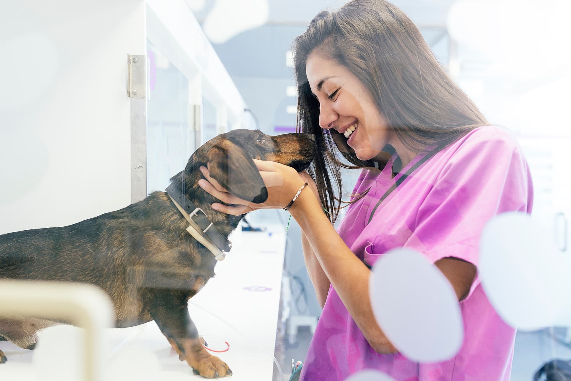 Veterinary locum working with patient